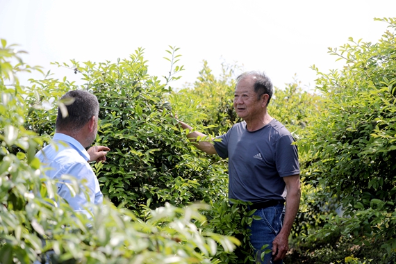 唐裔新在查看油茶林长势。1.jpg