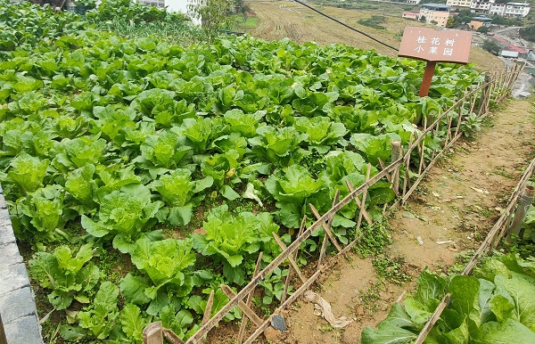 桂花树社区小菜园一角.jpg